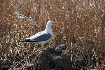 Wall Mural - gull and the nest on the beach