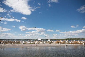 Wall Mural - gulls and pelicans nesting on the beach