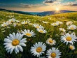 Scenic spring:summer: Blooming daisy field amidst pastoral landscape, hills rolling in countryside, field of daisies and sky