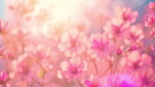 Pink Flowers In The Spring. Shibuzakurea In Sunlight. Stunning Purple Wildflowers Bloom In A Lush Field, Vibrant And Colorful. Delicate Petals Of The Flowers Shimmer In The Sunlight, 4k Video