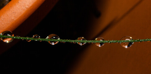 Rain Drops on Grass