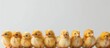 A row of adorable little yellow chicks sitting on top of each other against a white background.