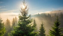 Spruce Treetops On A Hazy Morning Wonderful Nature Background With Sunlight Coming Through The Fog Bright Sunny Atmosphere