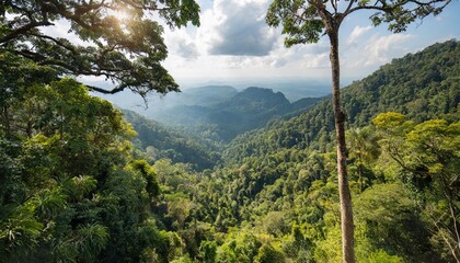 Canvas Print - tropical forests can absorb large amounts of carbon dioxide from the atmosphere