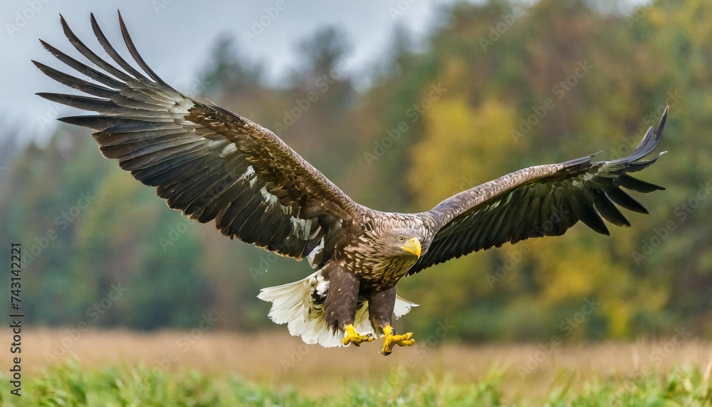 White Tailed Eagle Haliaeetus Albicilla In Flight Also Known As The Ern 