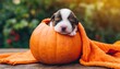 newborn puppy sleeps sweetly in a pumpkin in a soft orange blanket on the eve of halloween