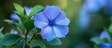A Detailed Close-up Of A Bright Blue Periwinkle Flower With Lush Green Leaves Surrounding It, Showcasing The Intricate Beauty Of Nature.