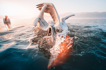 Wall Mural - pelicans in water