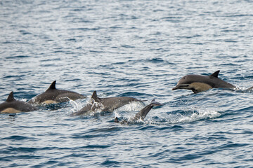 Wall Mural - Short-beaked common dolphins swimming in Pacific ocean in California