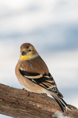 Wall Mural - Closeup of an Immature American Goldfinch perched on a branch in the winter in Minnesota