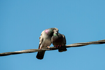 Wall Mural - A pair of Rock Pigeons canoodling on a wire in California