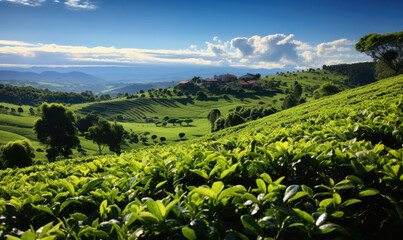 Wall Mural - At the Break of Dawn: A Stunning View of Green Tea Plantation Bathed in Sunrise Glow, Harmonizing with the Serene Beauty of Nature's Canvas