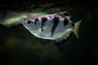 Five-spine stickleback fish under the surface.