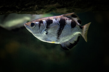 Poster - Five-spine stickleback fish under the surface.