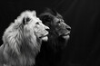 Majestic contrast: white and black lions side by side
