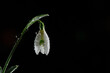 The snowdrop is beautiful, delicate, with bell-shaped flowers on a black background