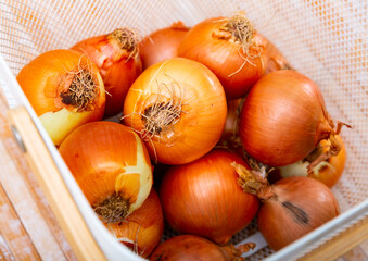 Wall Mural - Fresh organic yellow onion in basket on wooden kitchen countertop