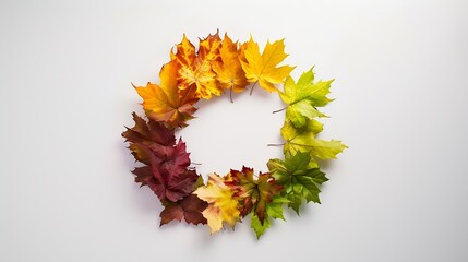 Wall Mural - creative colorful multicolored designer wreath isolated on white background made of natural maple le