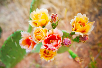 Colorful Cactus Blooms