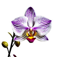 Orchid image isolated on a transparent background PNG photo