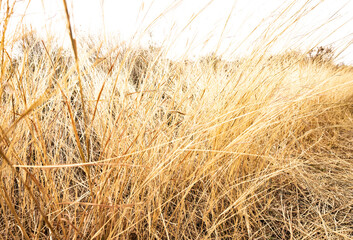 Poster - Dry Grasses And Blown Out Sky