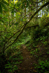 Sticker - Fallen Branch Covered In Thick Moss Arches Over Trail