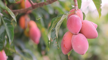 As We Move Through The Grove We Come Across A Branch Full Of Ripe Gfruits. The Pinkish Hue Of The Peeks Through The Thick Rind Providing A Stunning Contrast Of Colors.