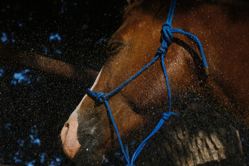 Canvas Print - Closeup of sorrel quarter horse face during bath on farm, wearing halter.