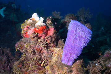 Wall Mural - coral reef in sea