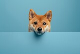 Fototapeta Londyn - Portrait of Shiba Inu puppy dog peeking out from behind a blue pastel banner.