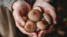A handful of earthy brown mushrooms freshly plucked from their hidden abodes in the soil. Each cap has a unique pattern a reminder that no two mushrooms are alike in natures