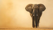 an Elephant standing against sand color background with copy space. minimalist banner style with bright sand-colored tones