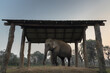 Asian indian elephant in captivity in a breeding center in Sauraha, Nepal 