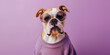 A dog bulldog with sunglasses a sweatshirt lavender purple background.AI Generative 