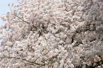 Wall Mural - white spring sakura season. spring sakura season on branch. photo of sakura season