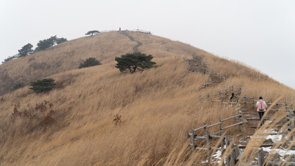 Green trees on a winter mountain with a wide open landscape