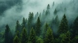 Fototapeta Sypialnia - Enigmatic Mist-Covered Forest At Dawn Tower, Background Image, Background For Banner, HD