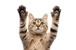 Two Paws Up on Transparent Background, PNG
