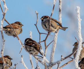 Canvas Print - Sparrows on snowy tree branches in winter