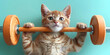 cute cat lifting an orange barbell on green background, healthy diet concept