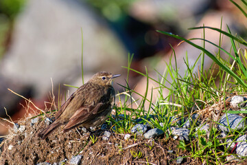 Canvas Print - Meadow pipit sitting on the ground