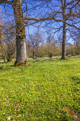 Poster - Wildflowers on a sunny meadow a beautiful sunny spring day