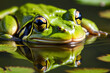 A close-up portrait of a green frog with reflective eyes, calmly resting on the water surface, blending with the serene green environment. Frog behavior concept