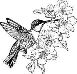 Poster - Hummingbird with flowers. Black and white vector illustration. Isolated on white background.