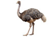 © SUPERARTMAN - ostrich isolated on a transparent background