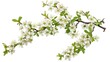 Hawthorn or Crataegus monogyna branch with flowers isolated on white background, generative ai