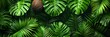 Green leaves background. Green tropical monstera leaves, palm leaves, coconut leaf, fern, palm leaf, banana leaf. Panoramic background. nature concept