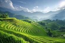 Rice Fields On Terraced Of Vietnam. Panoramic Vietnam Landscapes.