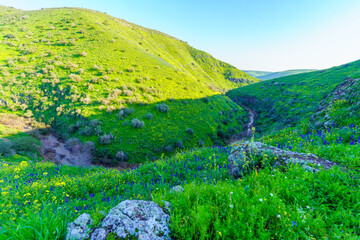 Wall Mural - Tabor Stream landscape, with winter wildflowers