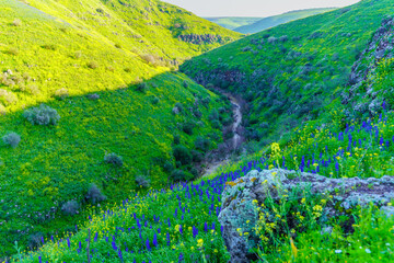 Wall Mural - Tabor Stream landscape, with winter wildflowers